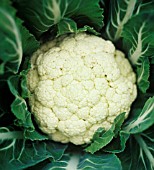 BRASSICA OLERACEA BOTRYTIS, CAULIFLOWER