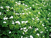 ASPERULA ODORATA, GALIUM ODORATUM, WOODRUFF, SWEET WOODRUFF