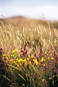 ULEX EUROPAEUS, GORSE