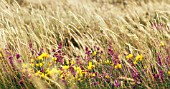 ULEX EUROPAEUS, GORSE