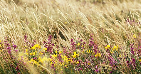 ULEX_EUROPAEUS_GORSE