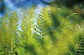 FERN