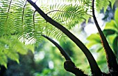 DICKSONIA ANTARTICA, FERN - TREE FERN