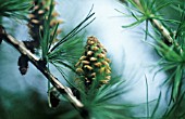 LARIX DECIDUA, LARCH