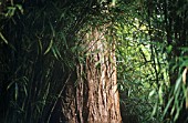 PHYLLOSTACHYS, BAMBOO