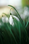 GALANTHUS ‘MAGNET’, SNOWDROP