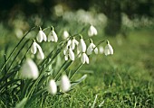 GALANTHUS ‘S. ARNOTT’, SNOWDROP