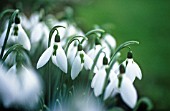 GALANTHUS, SNOWDROP