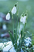 GALANTHUS, SNOWDROP