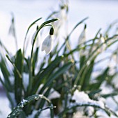 GALANTHUS, SNOWDROP