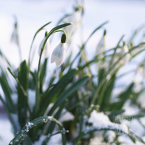 GALANTHUS_SNOWDROP