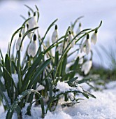 GALANTHUS, SNOWDROP