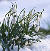 GALANTHUS, SNOWDROP