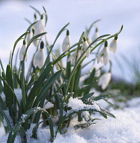 GALANTHUS_SNOWDROP