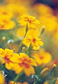 TAGETES SIGNATA, MARIGOLD - FRENCH MARIGOLD