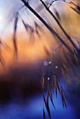 STIPA GIGANTEA, GOLDEN OATS