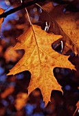 QUERCUS ROBUR, OAK