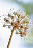 FATSIA JAPONICA, FATSIA