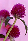 GOMPHRENA GLOBOSA, GLOBE AMARANTH