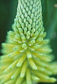 KNIPHOFIA ‘PERCY’S PRIDE’, RED HOT POKER