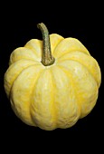 CUCURBITA PEPO, GOURD