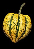 CUCURBITA PEPO, GOURD