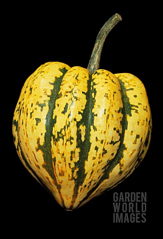 CUCURBITA_PEPO_GOURD