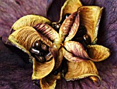 HELLEBORUS SEEDHEAD CLOSEUP