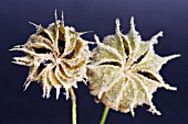 ABUTILON SUNTESE, ABUTILON