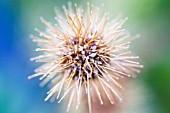 ACAENA MICROPHYLLA, NEW ZEALAND BURR