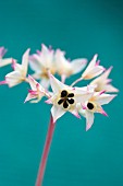 ALLIUM CRISPUM, ONION WILD ONION