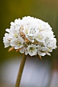 ARMERIA PSEUDARMERIA, THRIFT, SEA PINK