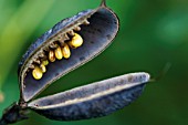 BAPTISIA AUSTRALIS, BLUE FALSE INDIGO