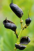 BAPTISIA AUSTRALIS, BLUE FALSE INDIGO