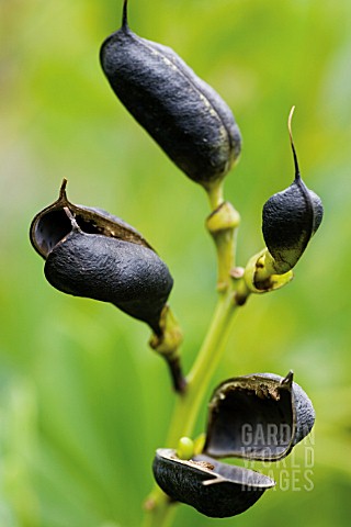 BAPTISIA_AUSTRALIS_BLUE_FALSE_INDIGO