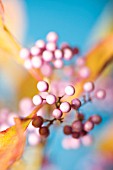 CALLICARPA AMERICANA, BEAUTY BERRY