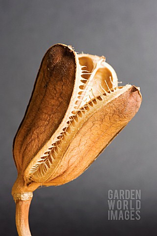 LILIUM_GIGANTEUM_LILY