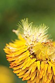 XEROCHRYSUM BRACTEATUM DARGAN HILL MONARCH, EVERLASTING FLOWER