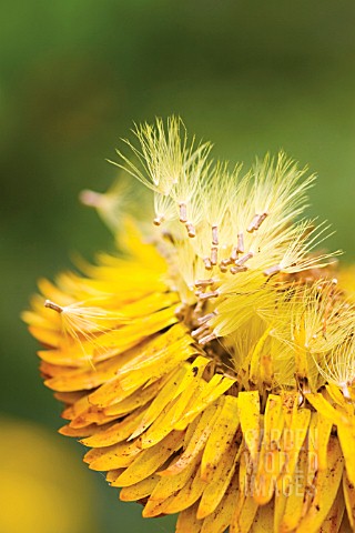 XEROCHRYSUM_BRACTEATUM_DARGAN_HILL_MONARCH_EVERLASTING_FLOWER