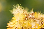 XEROCHRYSUM BRACTEATUM DARGAN HILL MONARCH, EVERLASTING FLOWER