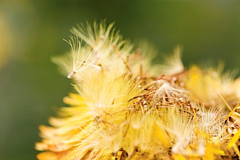 XEROCHRYSUM_BRACTEATUM_DARGAN_HILL_MONARCH_EVERLASTING_FLOWER