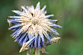 ECHINOPS ORIENTALIS, GLOBE THISTLE