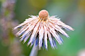 ECHINOPS ORIENTALIS, GLOBE THISTLE