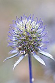 ERYNGIUM PLANUM, SEA HOLLY