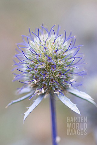 ERYNGIUM_PLANUM_SEA_HOLLY