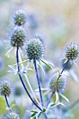 ERYNGIUM PLANUM, SEA HOLLY