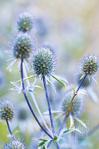 ERYNGIUM_PLANUM_SEA_HOLLY