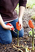 ARUM ITALICUM, LORDS AND LADIES