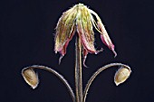 GERANIUM PSILOSTEMON, GERANIUM, ARMENIUM CRANESBILL