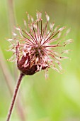 GEUM, AVENS